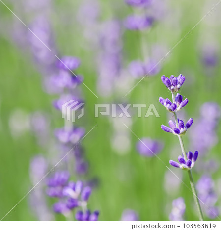 Background from violet lavender in the garden. Soft focus Background from violet lavender in the garden. Soft focus 103563619