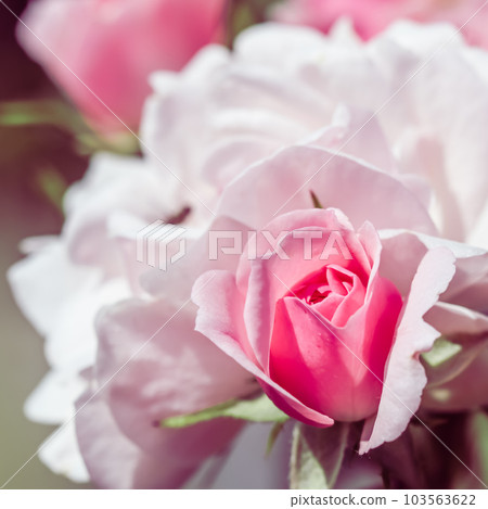 Pale pink rose flowers. Macro flower backdrop for holiday design. Soft focus, abstract floral background 103563622