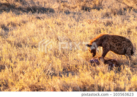Spotted Hyena with Prey Spotted Hyena with Prey 103563623