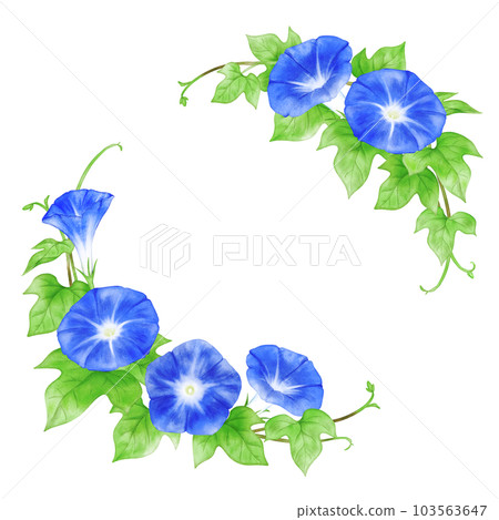 Watercolor hand-painted morning glory (dark blue) circular frame Watercolor hand-painted morning glory (dark blue) circular frame 103563647