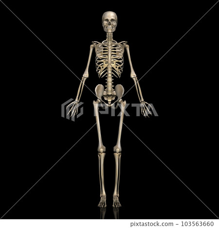 Female full body skeleton diagram, model 2, from the front (black background) 103563660