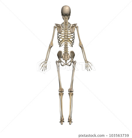 Female full body skeleton, model 2, from the back (white background) 103563739
