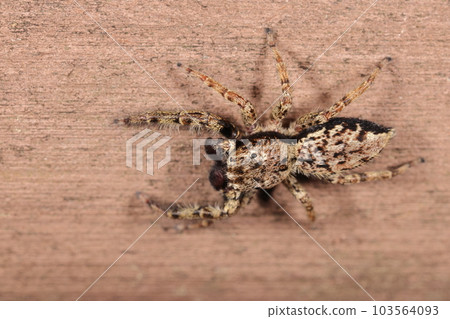 Creature, spider, giant fly bird, male. It is the largest jumping spider with a body length of about 1 cm. 103564093
