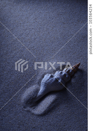 Late night sandy beach and half-buried shells 103564254