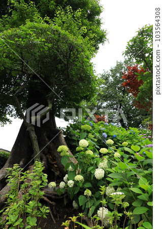 Bunkyo Ward Hakusan Shrine Hydrangea Temple Bunkyo Ward Hakusan Shrine Hydrangea Temple 103564308