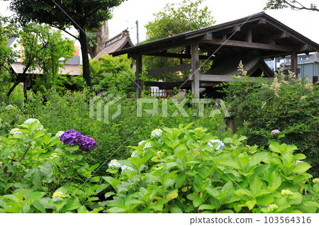 Bunkyo Ward Hakusan Shrine Hydrangea Temple Bunkyo Ward Hakusan Shrine Hydrangea Temple 103564316