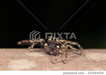 Creature, spider, giant fly bird, male. The front face has a large main eye that seems to be a jumping spider. Creature, spider, giant fly bird, male. The front face has a large main eye that seems to be a jumping spider. 103564429