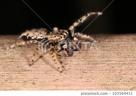 Creature, spider, giant fly bird, male. It has a flat body for its length and builds nests in bark and gaps in walls. Creature, spider, giant fly bird, male. It has a flat body for its length and builds nests in bark and gaps in walls. 103564431