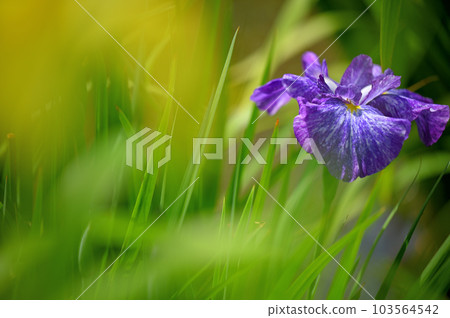 Japanese irises blooming gorgeously in June Japanese irises blooming gorgeously in June 103564542