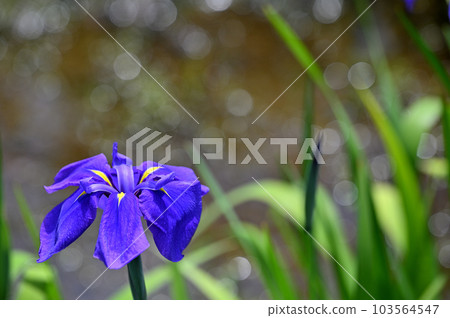 Japanese irises blooming gorgeously in June 103564547