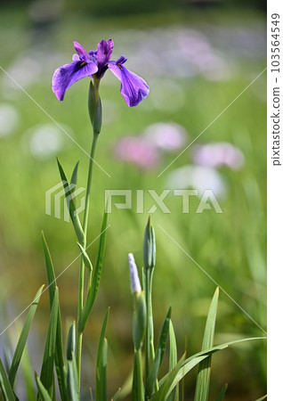 Japanese irises blooming gorgeously in June Japanese irises blooming gorgeously in June 103564549