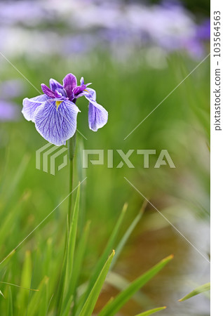 六月盛開的鳶尾花 103564563