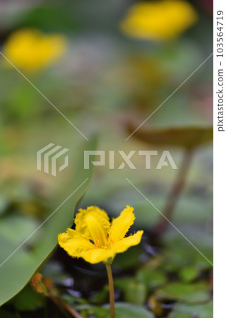 睡蓮蜂的Asaza 103564719