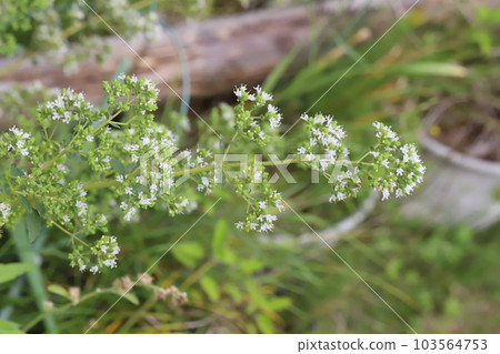 Small white oregano flowers blooming in early summer garden Small white oregano flowers blooming in early summer garden 103564753