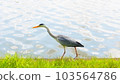 A heron looking for food 103564786