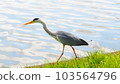 A heron looking for food 103564796