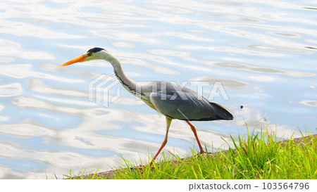 A heron looking for food 103564796