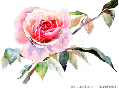 Watercolor hand drawn pink rose on the twig Watercolor hand drawn pink rose on the twig 103564803
