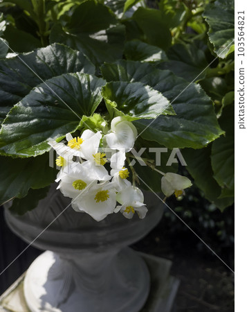 Tropical garden with amazing plants and flowers 103564821