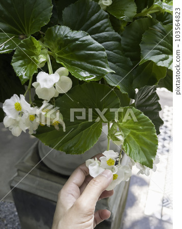 Tropical garden with amazing plants and flowers 103564823