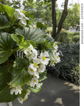 Tropical garden with amazing plants and flowers 103564824