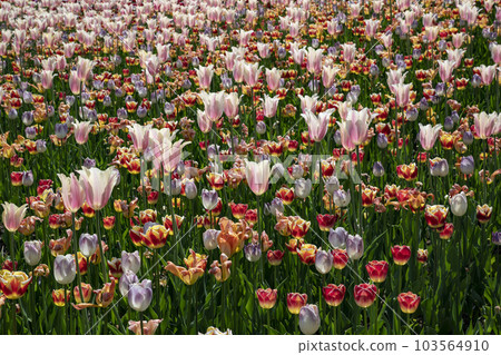 Spring tulip fields 103564910