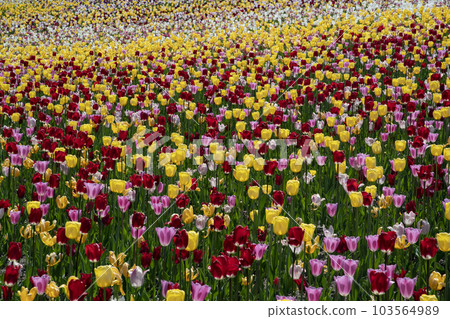 春季鬱金香字段 春季鬱金香字段 103564989