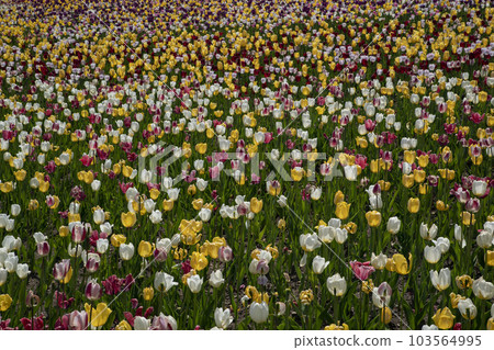 Spring tulip fields Spring tulip fields 103564995