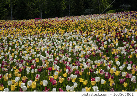 春季鬱金香字段 103565001