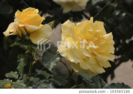 Yellow Rose 103565180