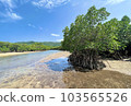 Ishigaki island's splendid single mangrove and beautiful river reflection 103565526