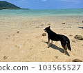 A black shepherd dog looking at the beautiful sea of Ishigaki Island from the white sandy beach 103565527