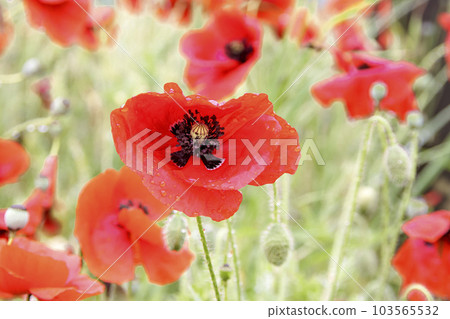 Bright Red Paper