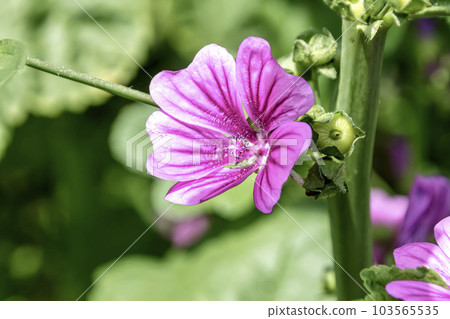 錦葵花[Mallow family]的紅紫色花朵 103565535