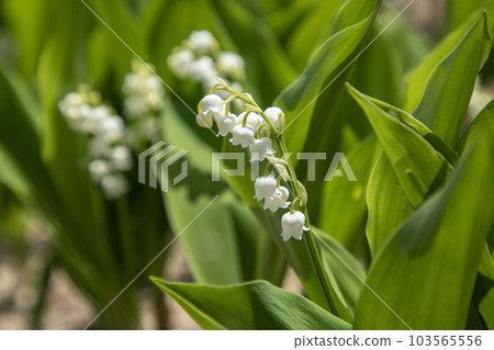 fragrant lily of the valley fragrant lily of the valley 103565556