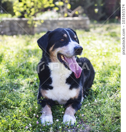 adult Appenzeller Sennenhund 103565574