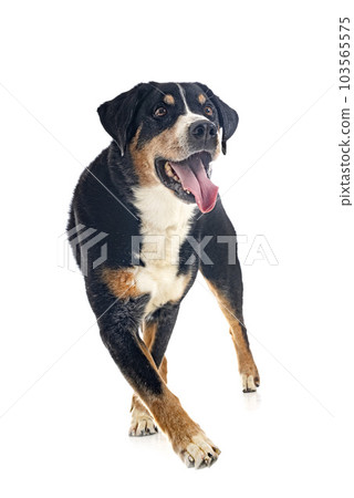 adult Appenzeller Sennenhund 103565575