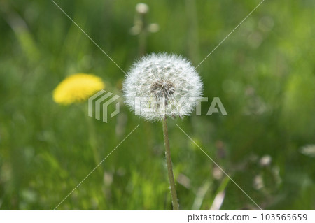 Dandelion dandelion 103565659