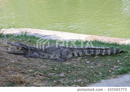 The thai crocodile rest on the garden The thai crocodile rest on the garden 103565773