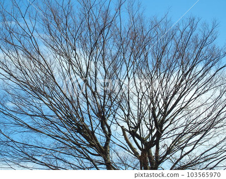 Dead tree scenery of zelkova in winter park Dead tree scenery of zelkova in winter park 103565970