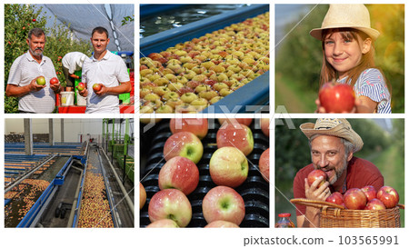 Apple Picking in Family Orchard and Post Harvest Management of Apples - Photo Collage Apple Picking in Family Orchard and Post Harvest Management of Apples - Photo Collage 103565991