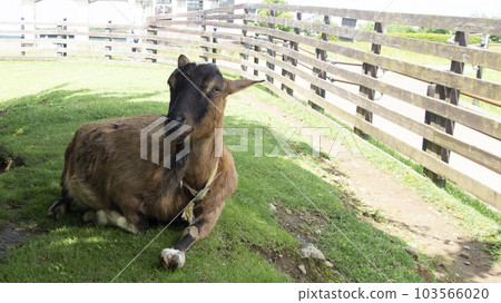 Yakushima goat Yakushima goat 103566020
