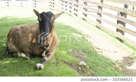 Yakushima goat Yakushima goat 103566021