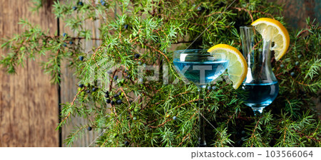 Blue gin and juniper branches with berries. 103566064