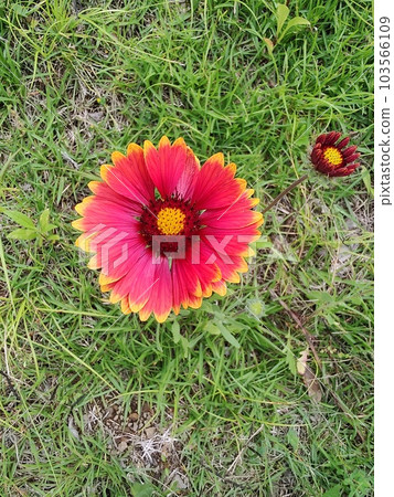 生動的蓋拉迪亞 103566109