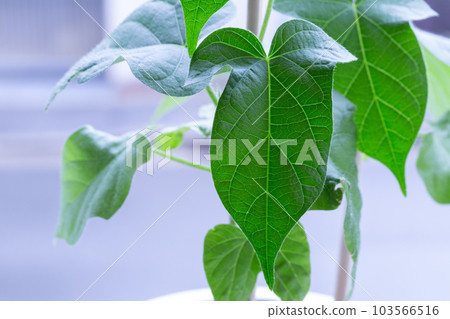 正在拍照。牽牛花真葉特寫鏡頭。 正在拍照。牽牛花真葉特寫鏡頭。 103566516