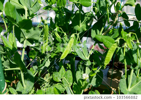 Growing spring vegetables, snow peas at home, a delicious kitchen garden, self-sufficiency and saving 103566882