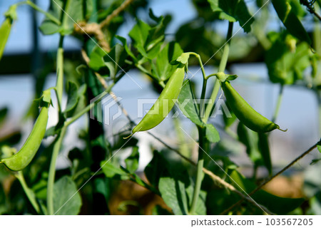 肥美的豌豆,菜園裡的新鮮蔬菜 肥美的豌豆,菜園裡的新鮮蔬菜 103567205