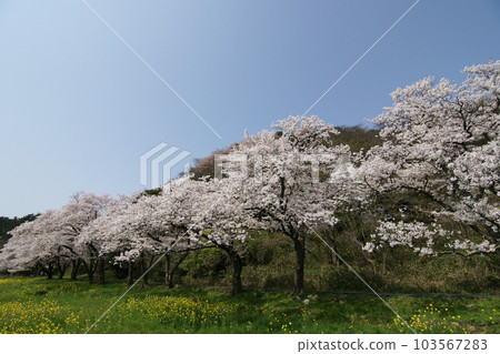 Tottori four seasons walk spring Qingdao Tottori four seasons walk spring Qingdao 103567283