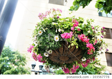 hanging planter flowers hanging planter flowers 103567778